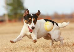 a small dog running with a ball in its mouth