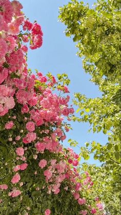 pink flowers are blooming on the side of a building with trees in the background