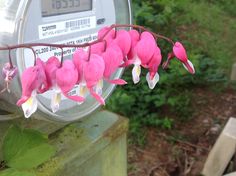 pink flowers are blooming on a meter in front of some green plants and bushes