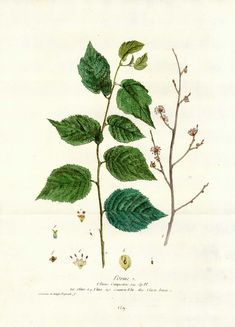 a drawing of leaves and flowers on a white background