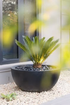 a potted plant sitting on top of a gravel covered ground next to a window