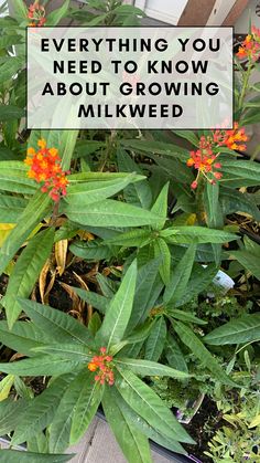 an orange flower with the words, everything you need to know about growing milkweed