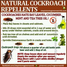 a flyer for natural cockroach repellents with instructions on how to use it