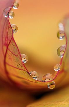 a close up view of water droplets on a purple and blue flower petals with pink background