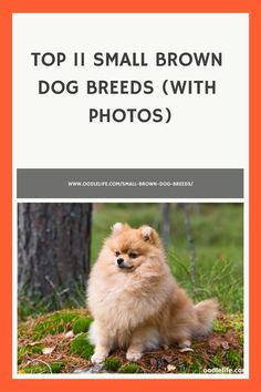 a small brown dog sitting on top of a grass covered field next to a tree