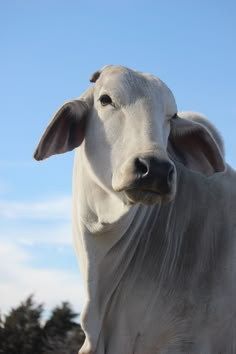 a white cow standing on top of a lush green field