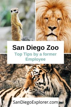 the san diego zoo top tips by a former employee