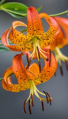 an orange flower with black spots on it