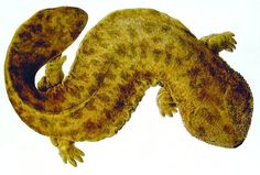 an image of a gecko that is on the ground in front of a white background