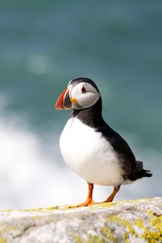 a black and white bird standing on top of a rock next to the ocean in front of blue water