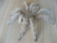 a large white spider sitting on top of a wooden floor