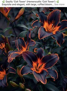 an image of flowers that are blooming in the dark night time with orange and black petals