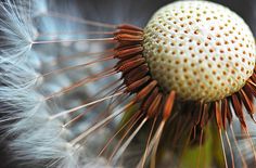 a dandelion with brown and white seeds on it