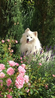 a white dog sitting in the middle of some pink flowers and bushes with trees behind it