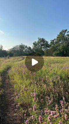 a field with flowers and trees in the background