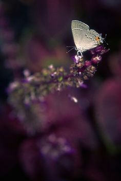 a white butterfly sitting on top of a purple flower