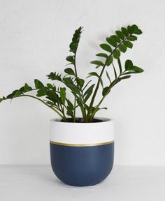 a plant in a white and blue pot