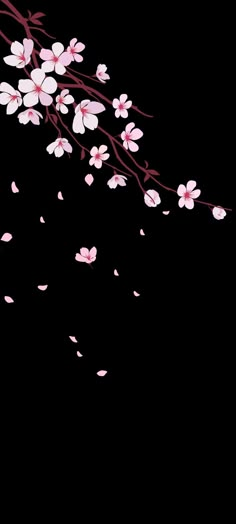 a branch with pink flowers on it against a black background, in the middle of which is falling petals