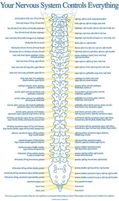 Pars Defect, Massage Anatomy, Spine Anatomy, Nervus Vagus, Aaron Lewis, Physical Wellbeing, Tens Machine, Basic Anatomy And Physiology, Health Disease