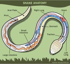 the anatomy of a snake with all its parts labeled