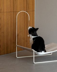 a black and white cat is sitting on a chair