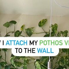 there is a plant growing on the wall with text over it that reads, how i attach my photos via to the wall