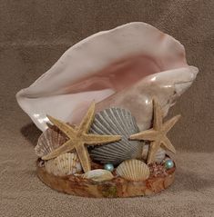 a seashell with starfish and other sea shells