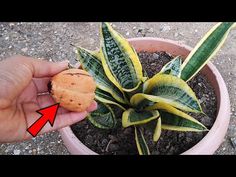 a hand holding a small plant in a pot with dirt on the ground next to it