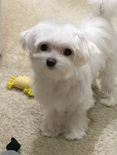 a small white dog standing on top of a carpet