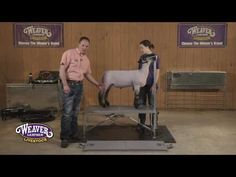 a man and woman standing next to each other with a goat on top of a table