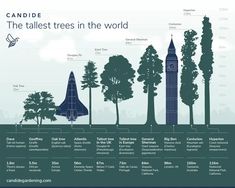 the tallest trees in the world are labeled with information about their height, location and range