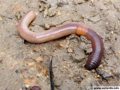 a brown and black worm laying on the ground