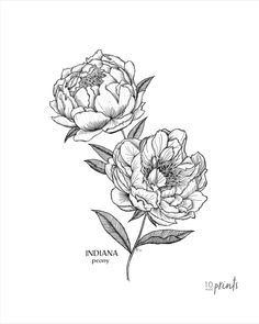 two peonies are shown in this black and white drawing by artist amanda prout