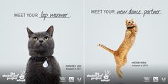 two pictures of cats with captions that say meet your cat winner and meet your kitten owner