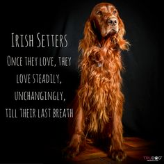 a brown dog sitting on top of a wooden floor next to a black background with a quote