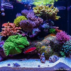 an aquarium filled with lots of different colored corals