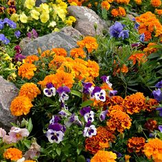 many different colored flowers are growing near some rocks