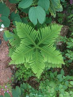 a green leafy plant in the middle of some grass and plants with leaves around it