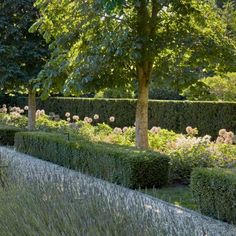 the garden is lined with hedges and trees