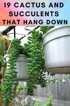 19 Cactus and Succulents that Hang Down Succulents That Hang, Plants That Hang Over Pot, Succulents That Hang Down, Succulent Arrangements Indoor Wall, Different Succulents Plants, Succulant Planting Ideas Indoor, Donkey Tail Succulent Care, How To Grow Succulents, Hanging Succulents Outdoor