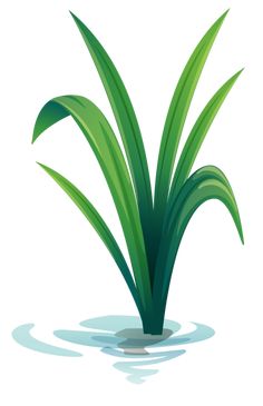 a green plant in the water on a white background