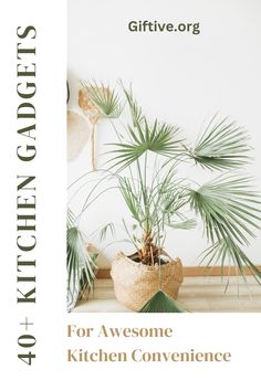 a potted plant sitting on top of a wooden table next to a white wall