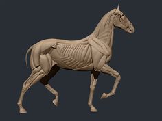 a model of a horse is shown on a black background, with the skeleton visible