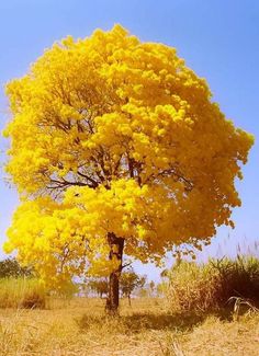 a tree with yellow flowers in the desert