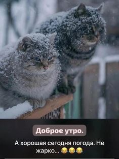 two cats sitting on top of a fence covered in snow