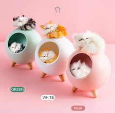 three different kinds of cats sitting in egg shaped vases on pink background with caption