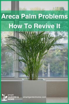 Struggling with a drooping Areca palm? Overwatering and pests are common issues. Ensure proper drainage, avoid chlorinated water, and provide bright, indirect light. Monitor soil moisture and maintain high humidity to revive your plant. Learn more at Smart Garden and Home.