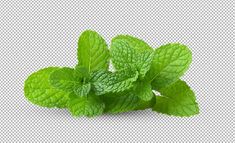 fresh mint leaves on a transparent background