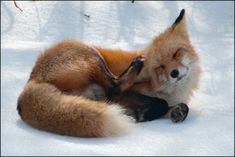 a red fox curled up in the snow