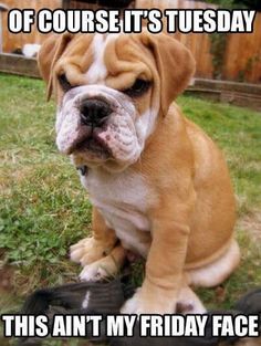 a brown and white dog sitting in the grass